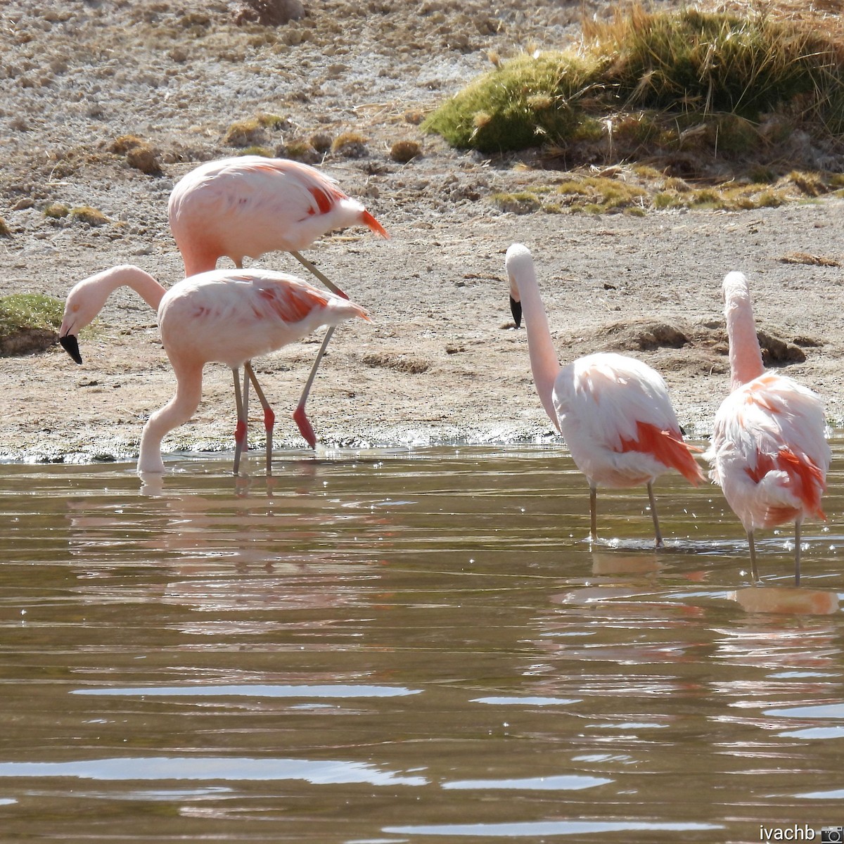 Şili Flamingosu - ML611844011