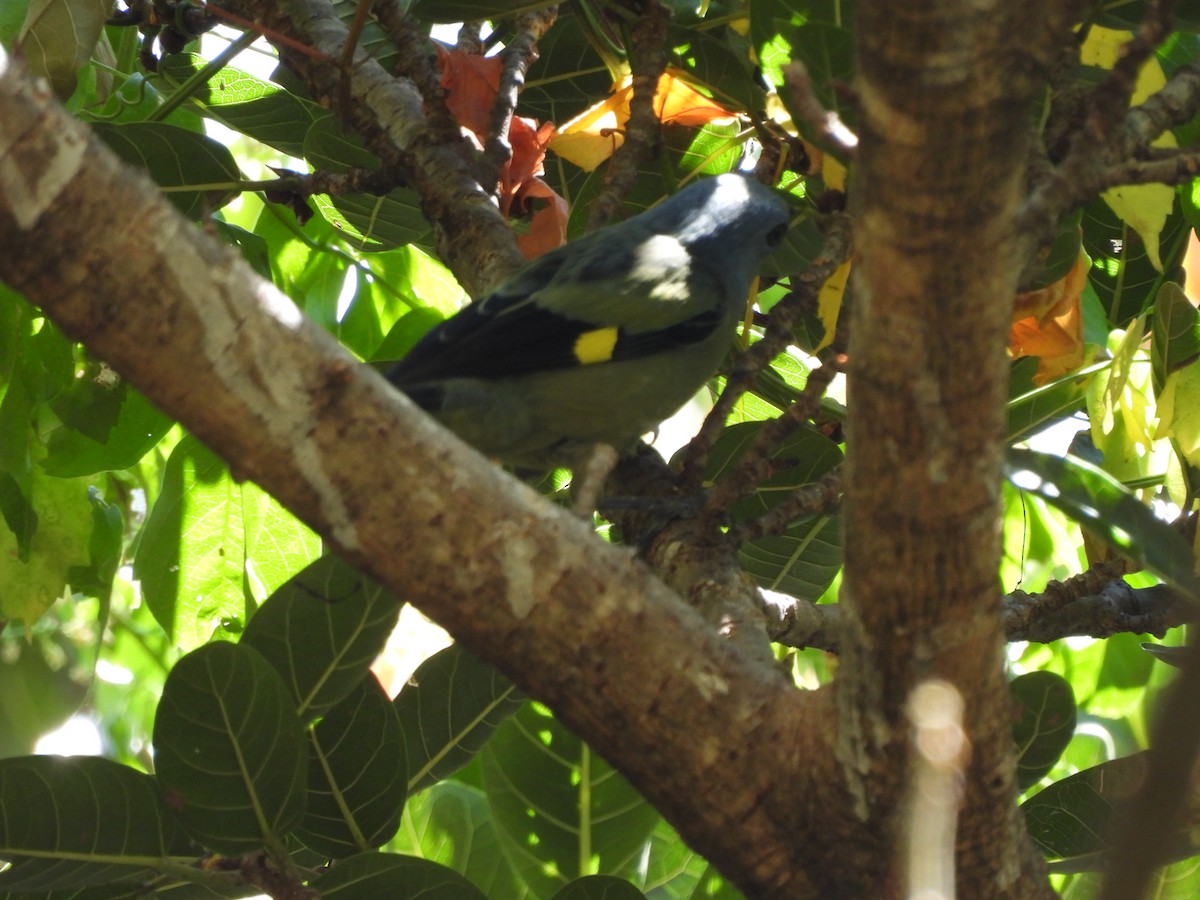 Yellow-winged Tanager - ML611844024