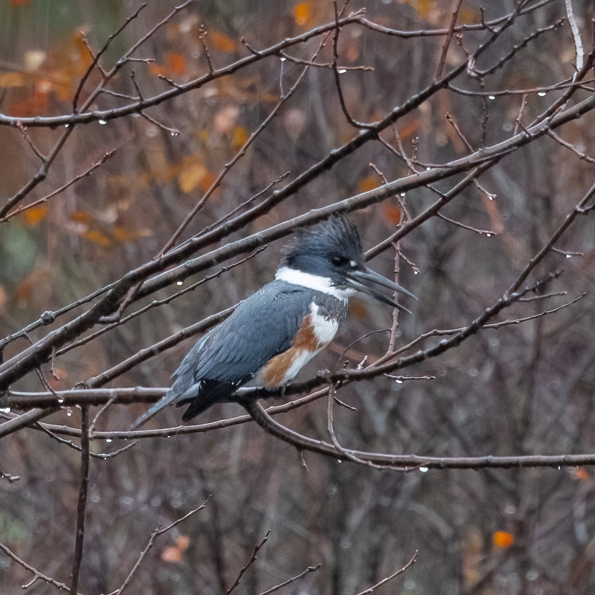 Belted Kingfisher - ML611844371