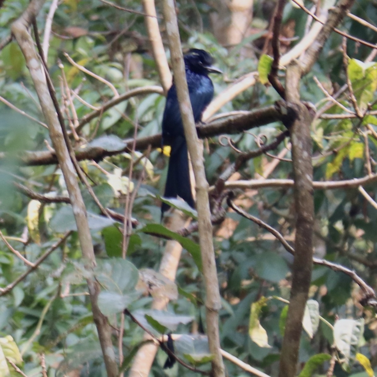 Greater Racket-tailed Drongo - Kevin Metcalf
