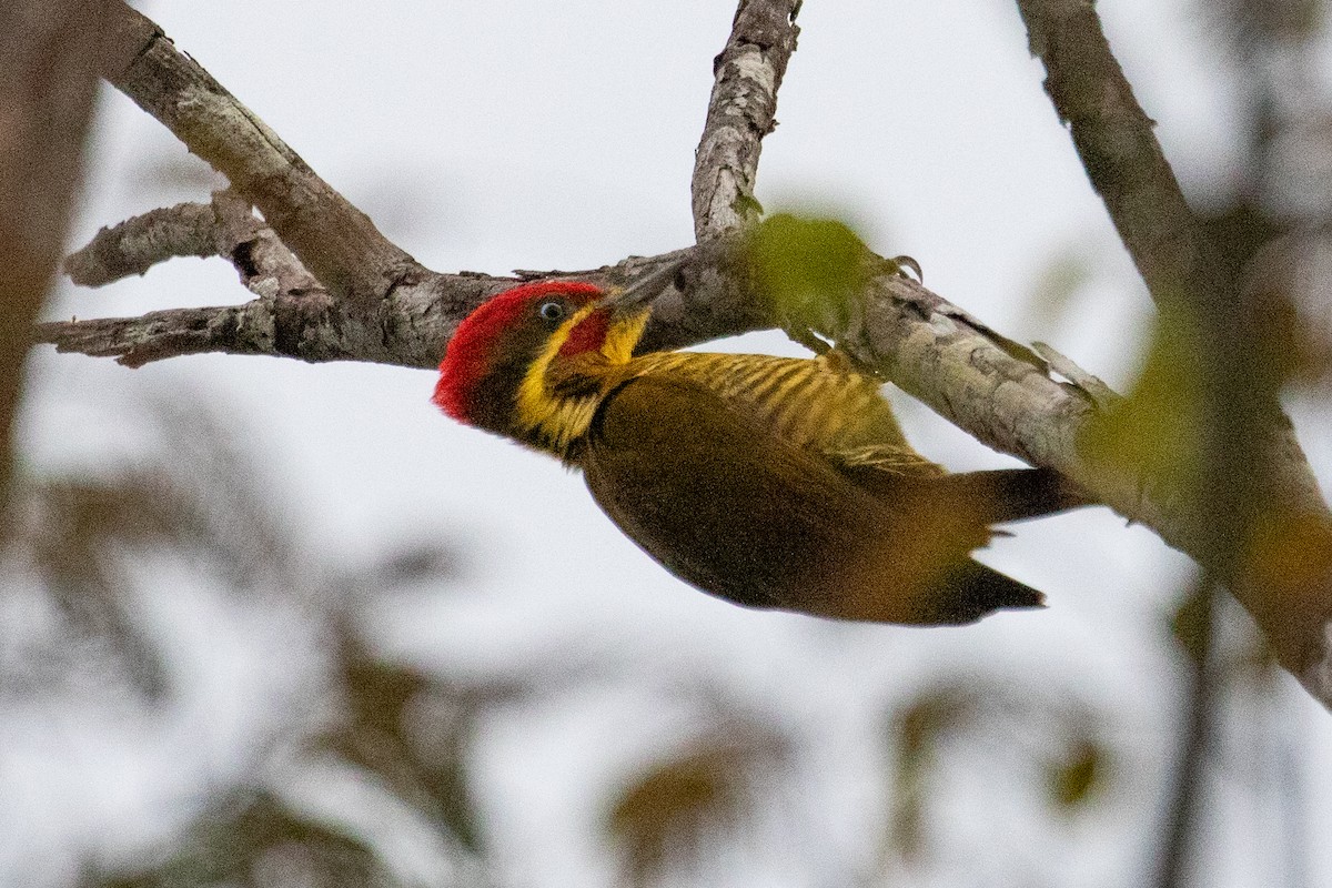 Golden-green Woodpecker (Golden-green) - ML611844435