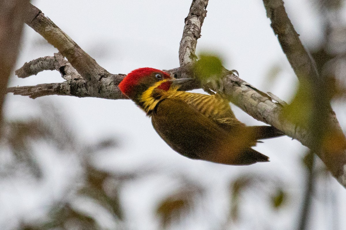 Golden-green Woodpecker (Golden-green) - ML611844437