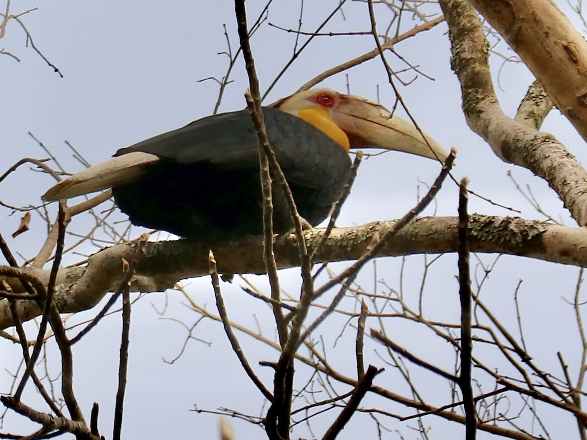 Wreathed Hornbill - Kevin Metcalf