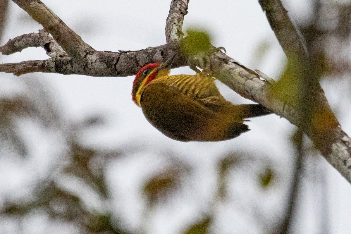 Golden-green Woodpecker (Golden-green) - ML611844490