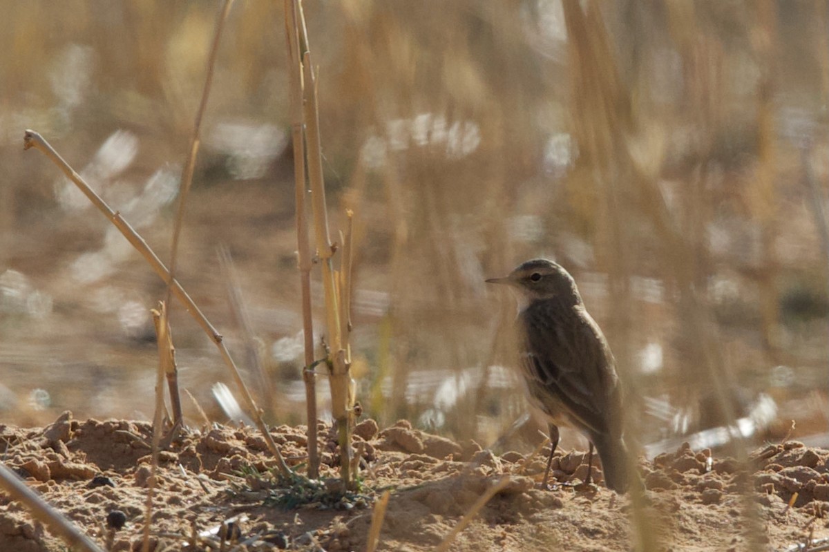 Water Pipit - ML611844571