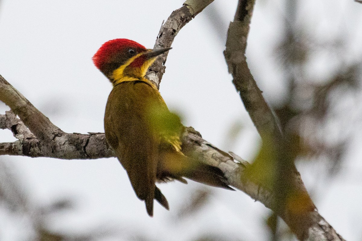 Golden-green Woodpecker (Golden-green) - ML611844750