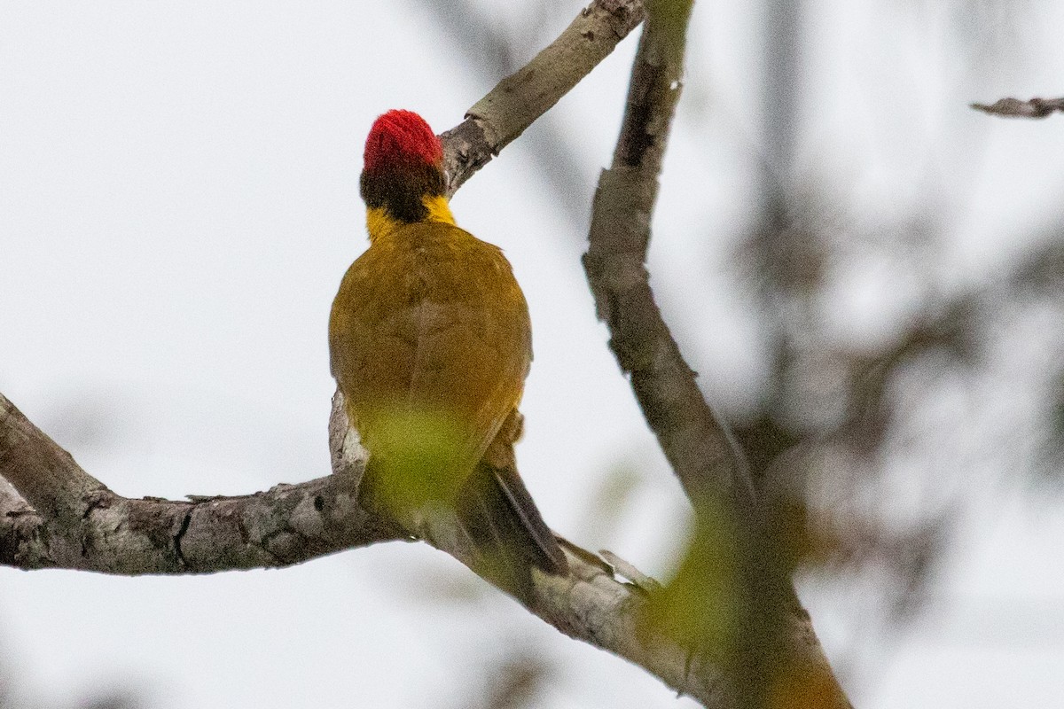Golden-green Woodpecker (Golden-green) - ML611844755