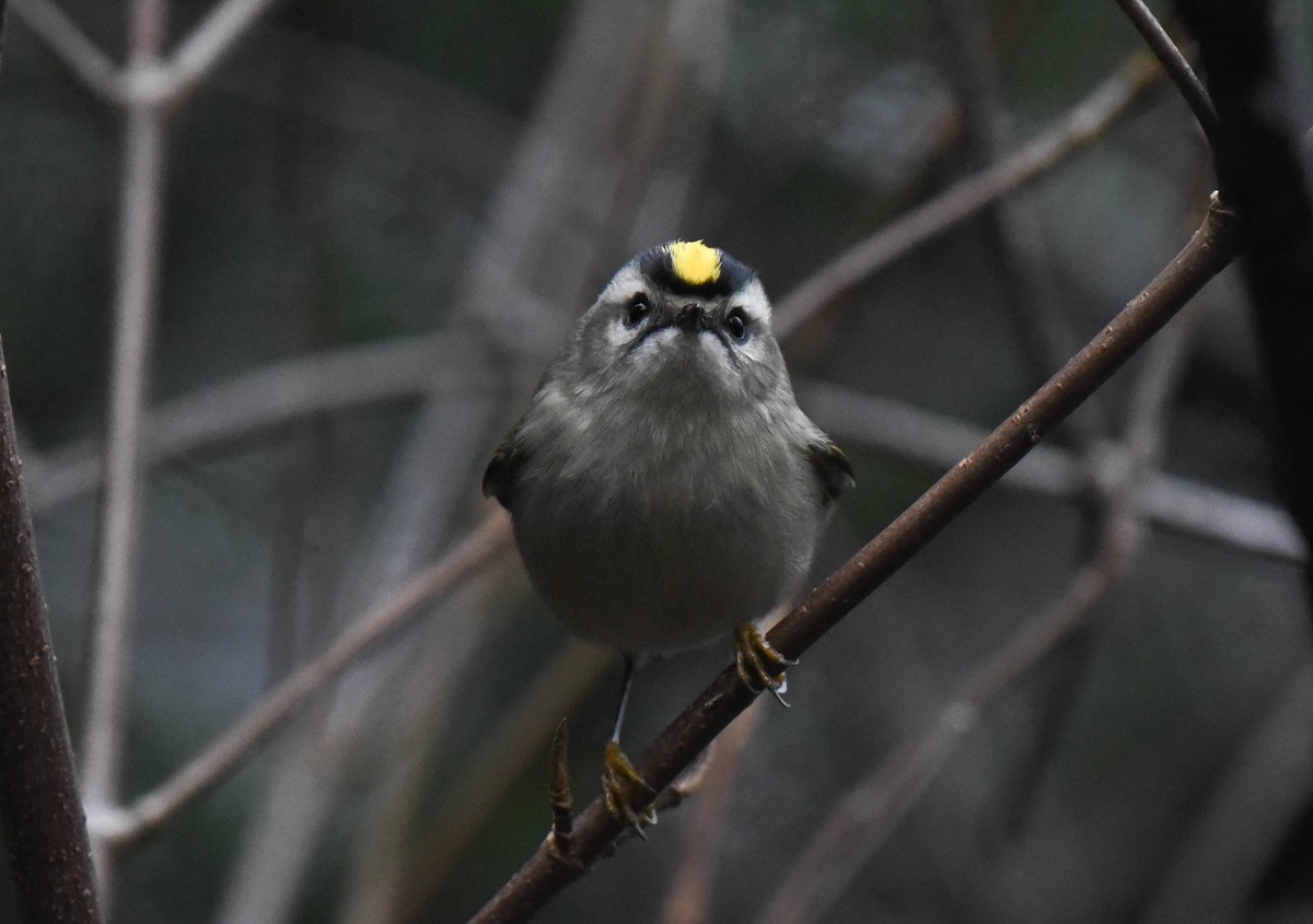 Golden-crowned Kinglet - ML611844796