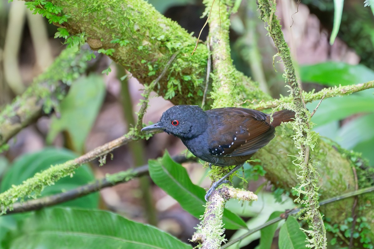 Dull-mantled Antbird - ML611844821