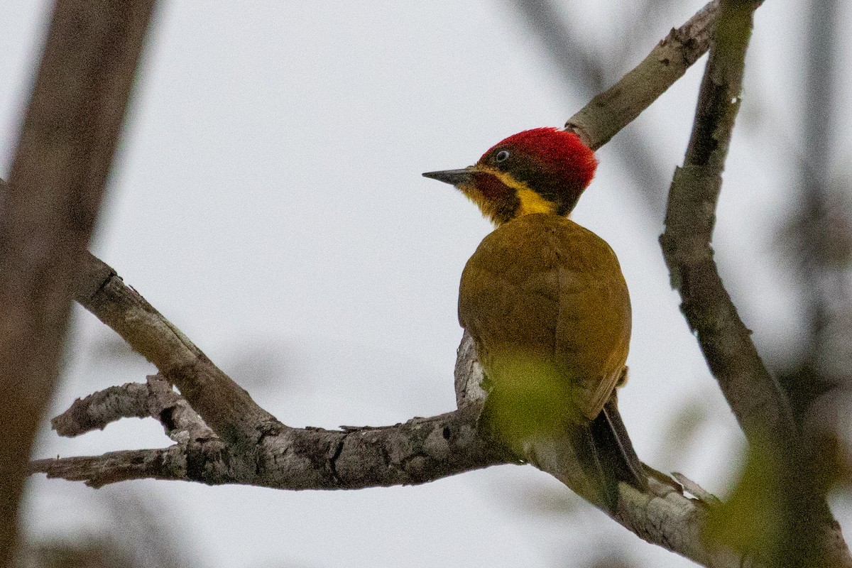 Golden-green Woodpecker (Golden-green) - ML611844898