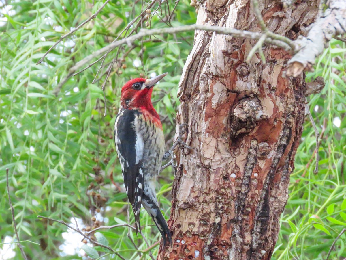 Red-breasted Sapsucker - ML611845154