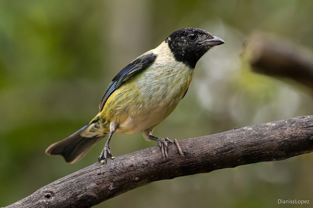 Black-headed Tanager - ML611845398