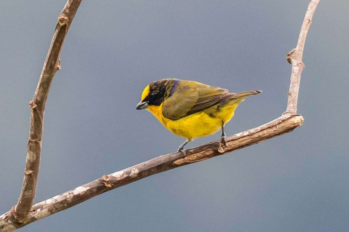 Thick-billed Euphonia (Black-tailed) - ML611845835
