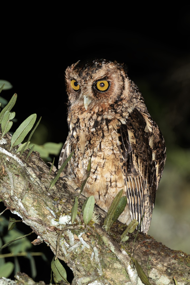 Long-tufted Screech-Owl - ML611846639