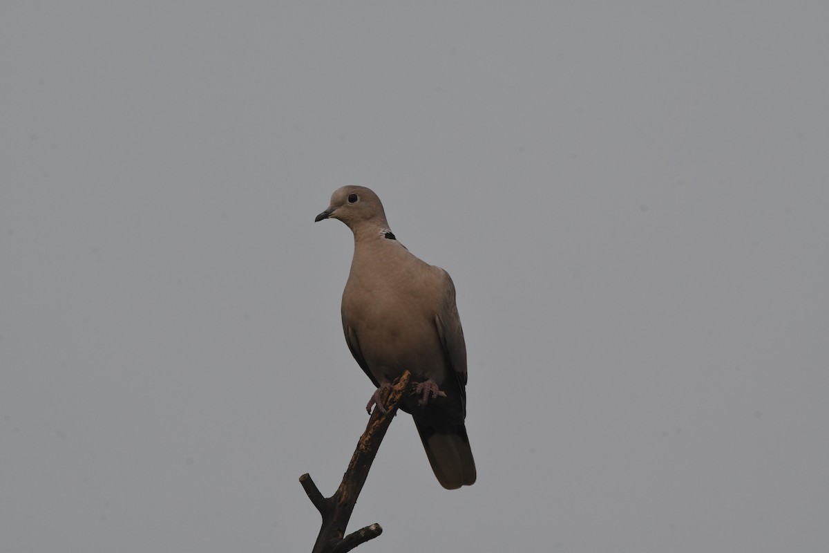 Eurasian Collared-Dove - ML611846874