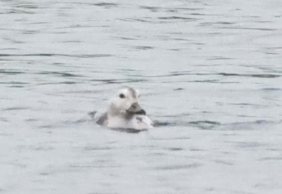 Long-tailed Duck - ML611847265