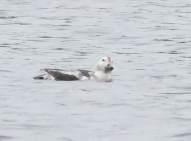 Long-tailed Duck - ML611847266