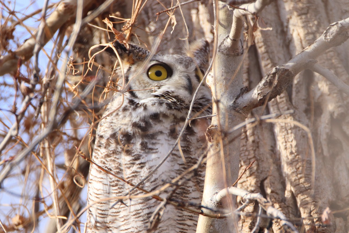 Great Horned Owl - ML611847714