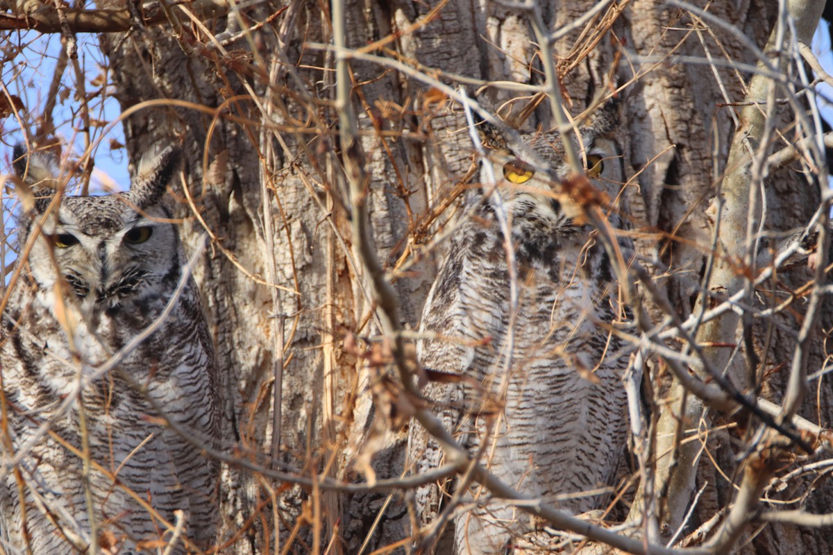 Great Horned Owl - ML611847715