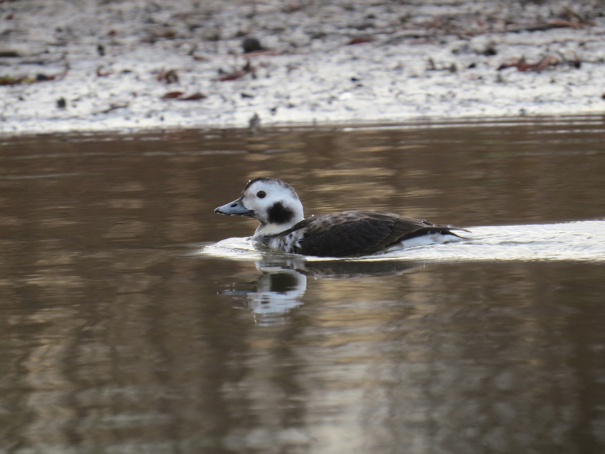 Long-tailed Duck - ML611847808