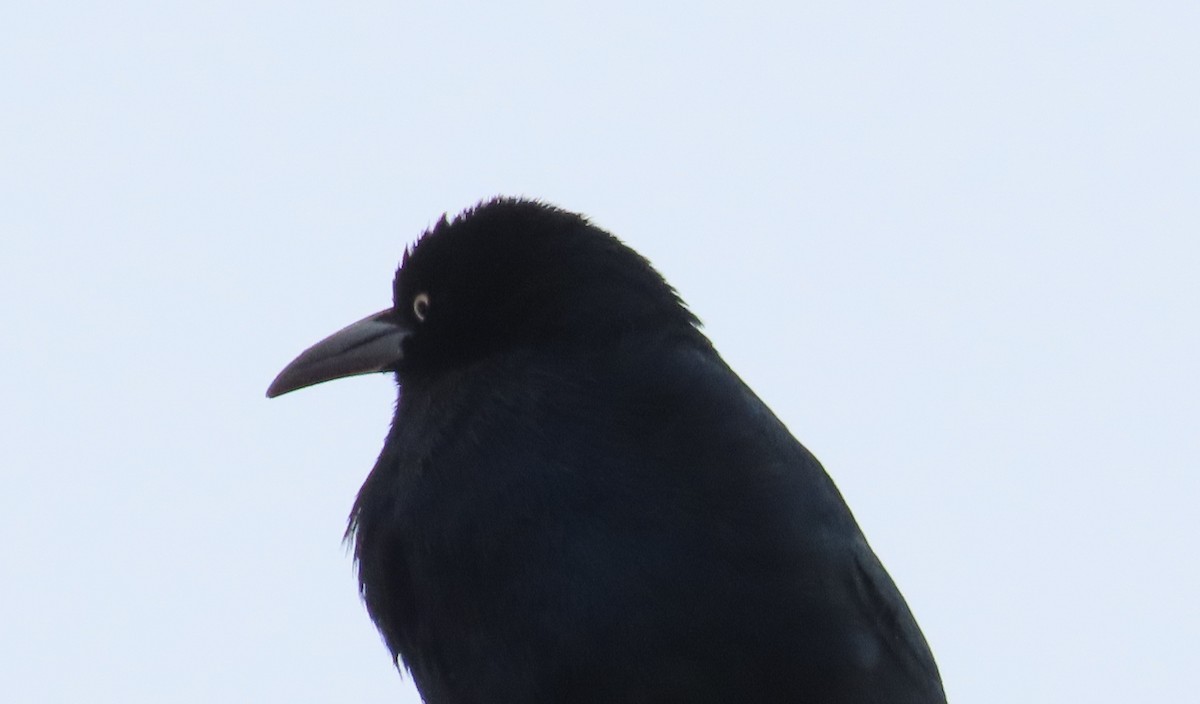 Great-tailed Grackle - ML611847872