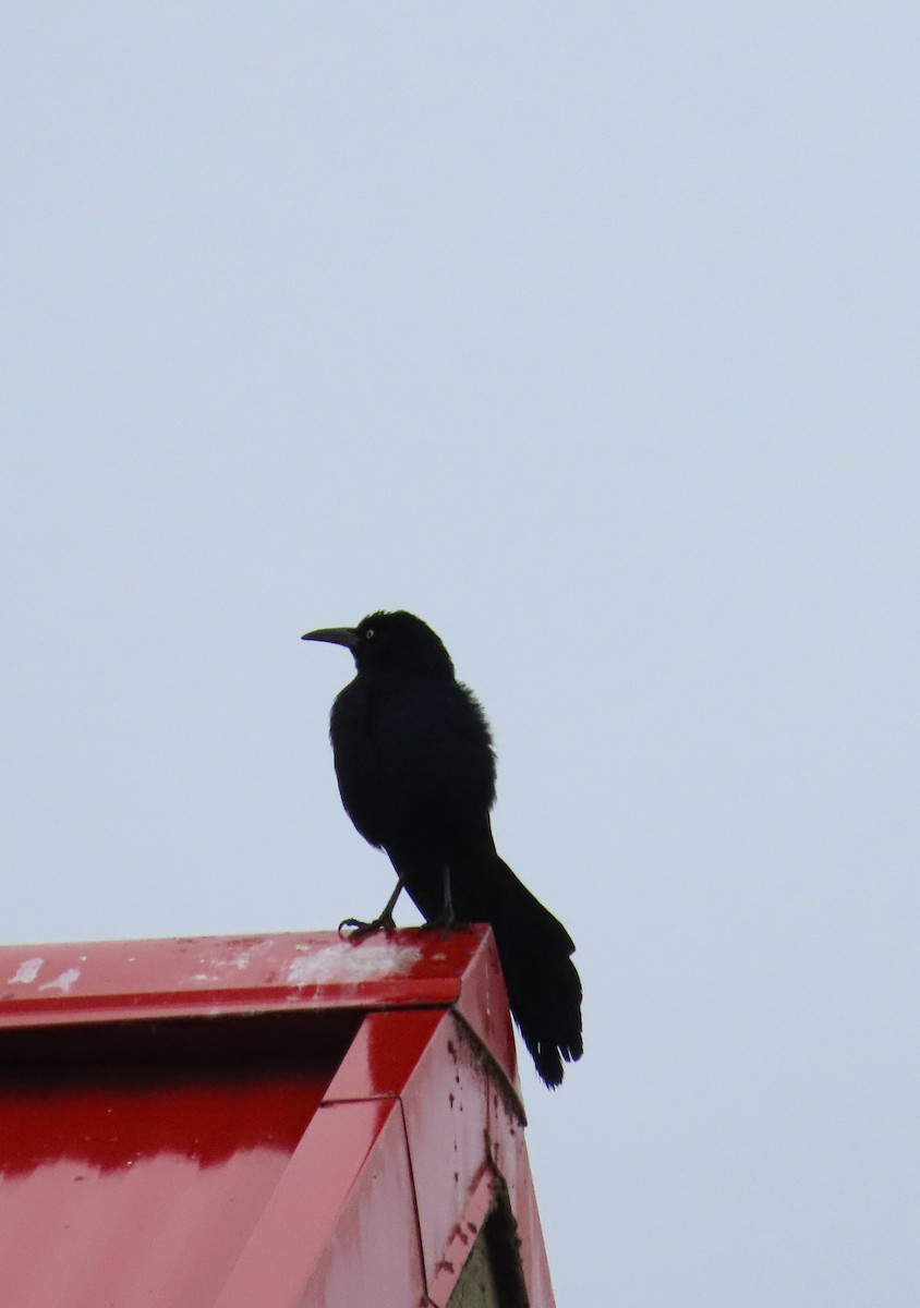 Great-tailed Grackle - ML611847873