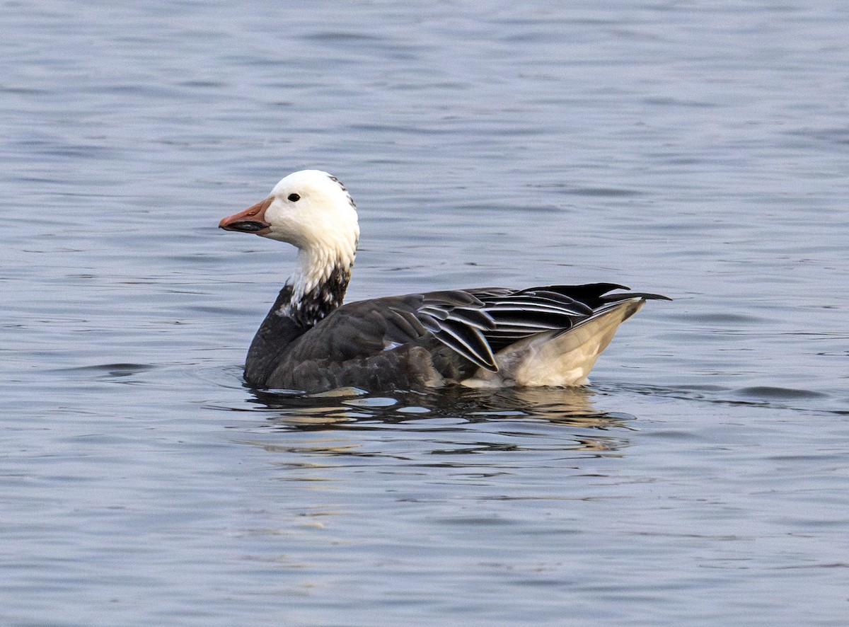 eBird Checklist 3 Dec 2023 Ada Hayden Heritage Park (general