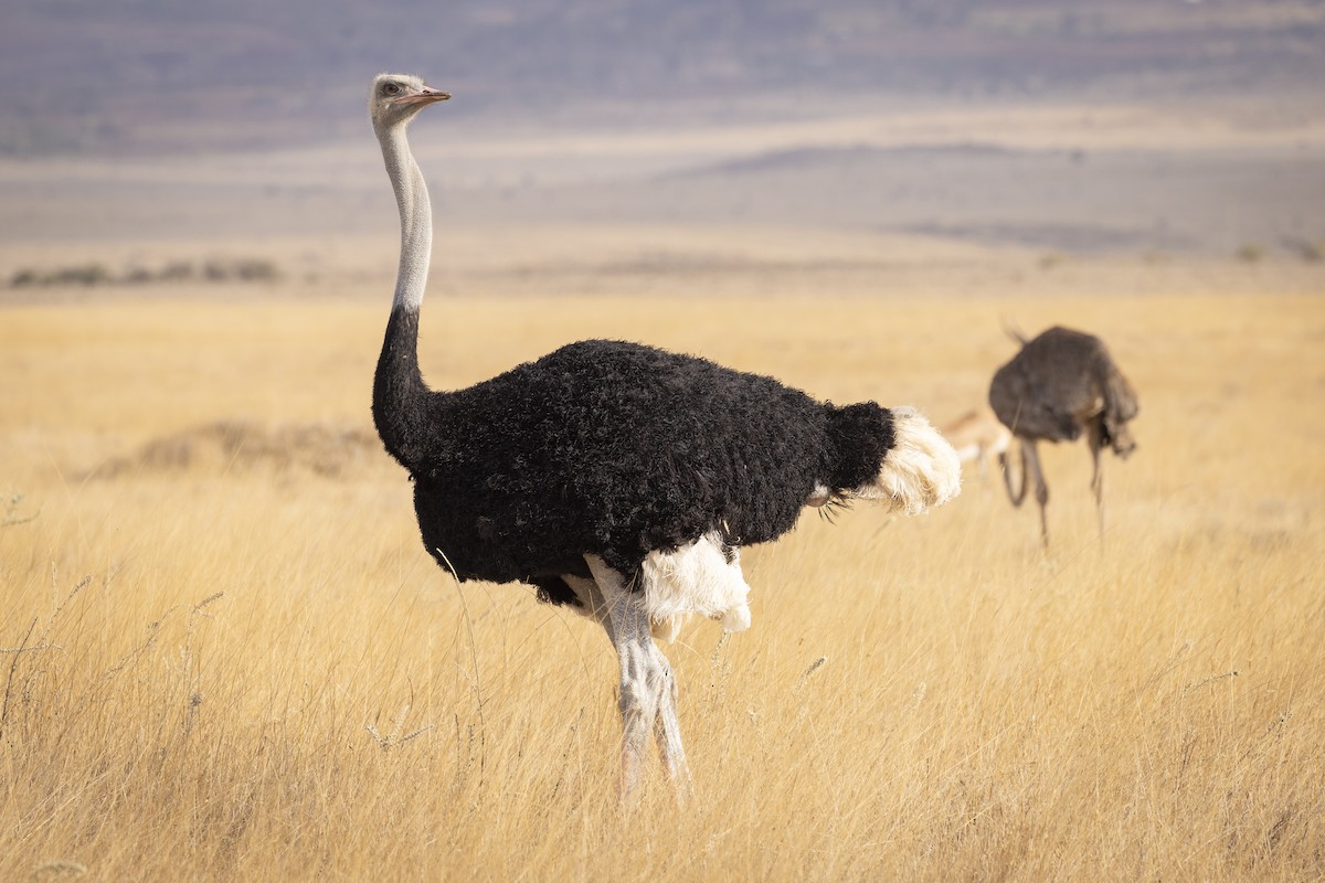 Somali Ostrich - Wolfe R