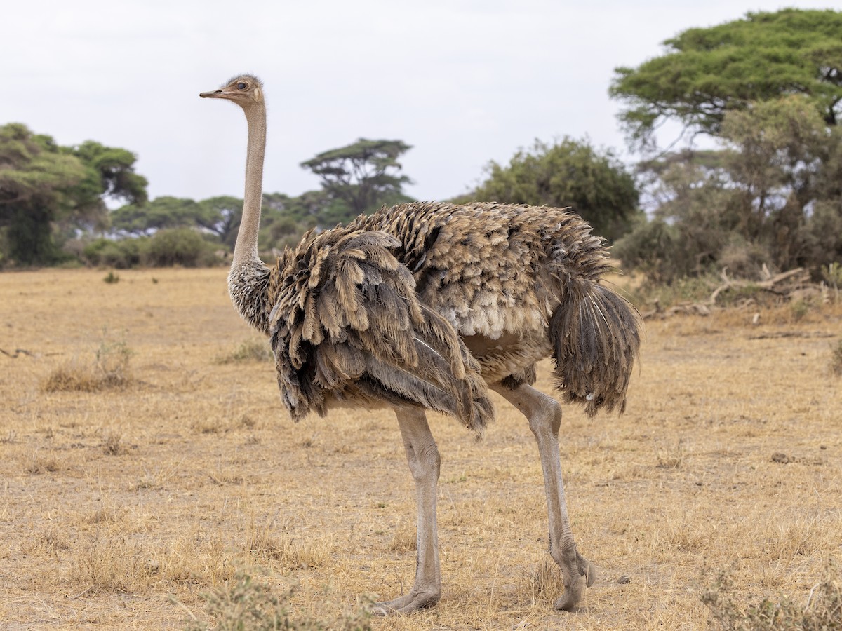 Африканский страус - ML611848331
