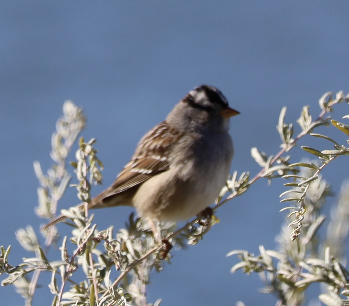 White-crowned Sparrow - ML611848463