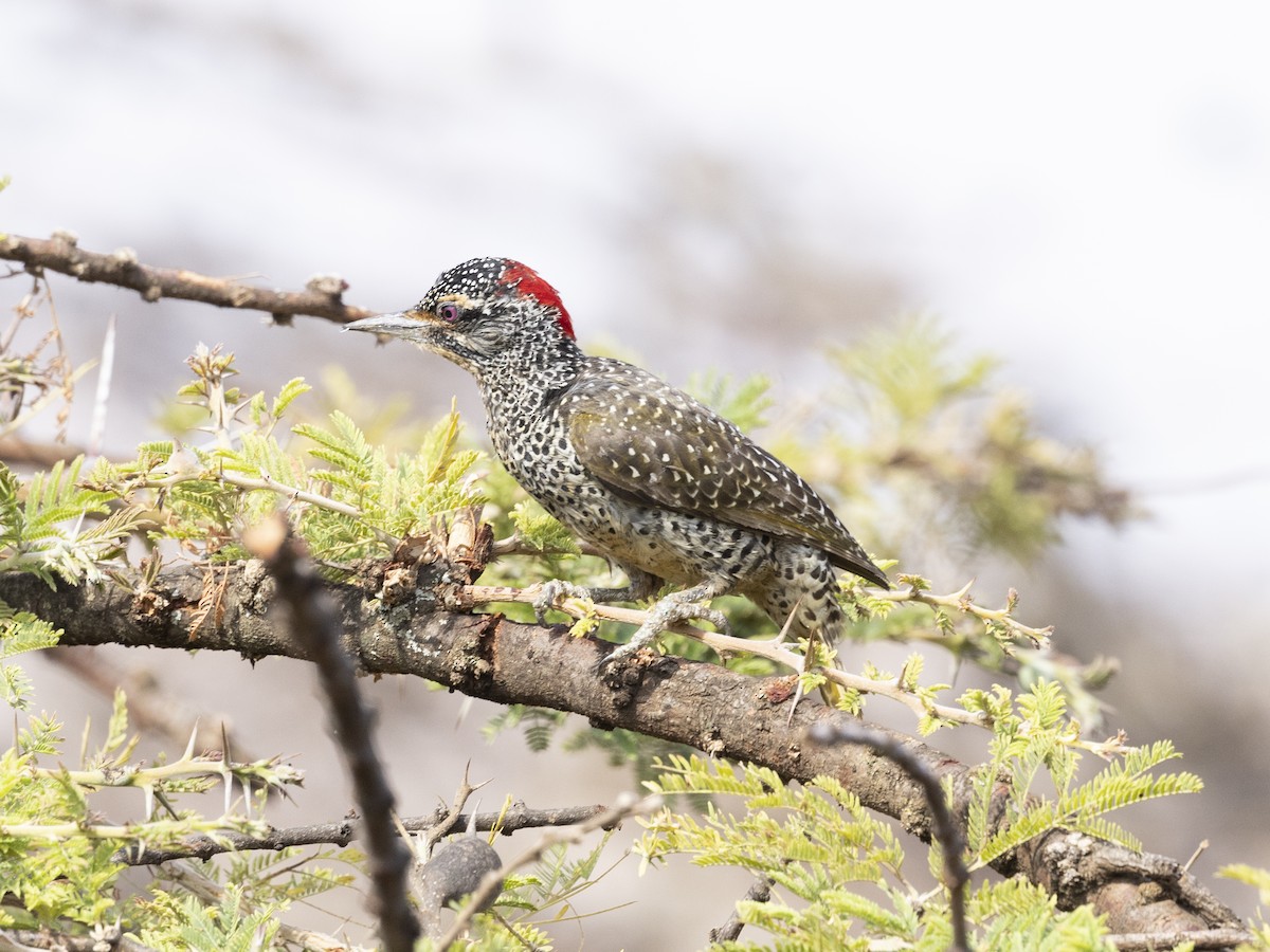 Nubian Woodpecker - ML611848739