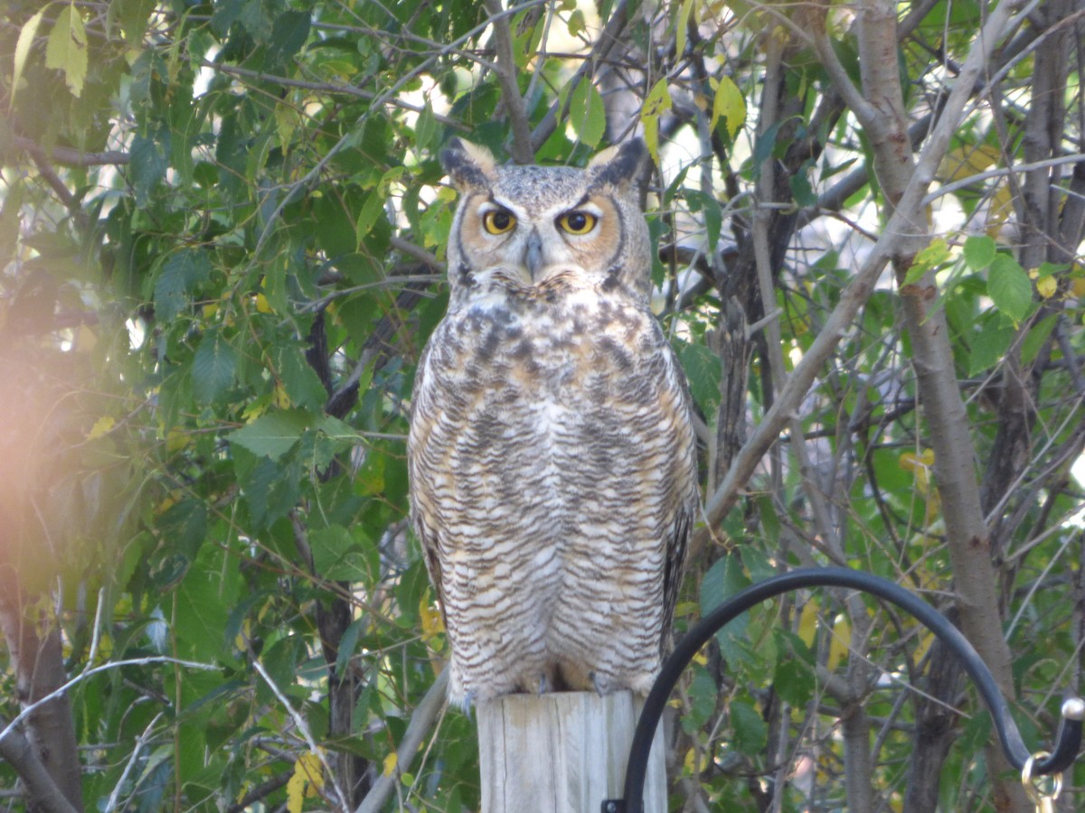 Great Horned Owl - ML611848983