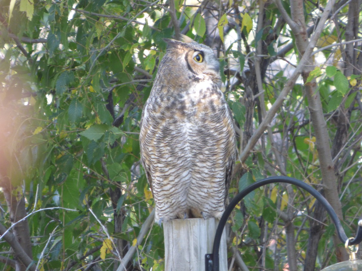 Great Horned Owl - ML611849027