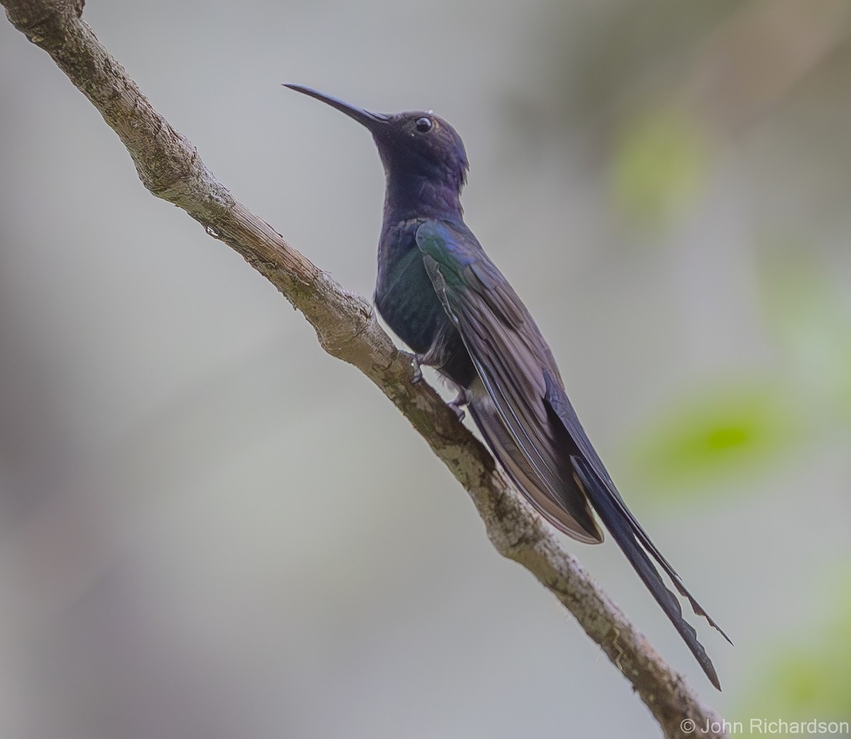 Swallow-tailed Hummingbird - ML611849249