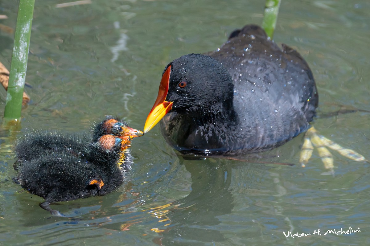 Red-fronted Coot - ML611849286