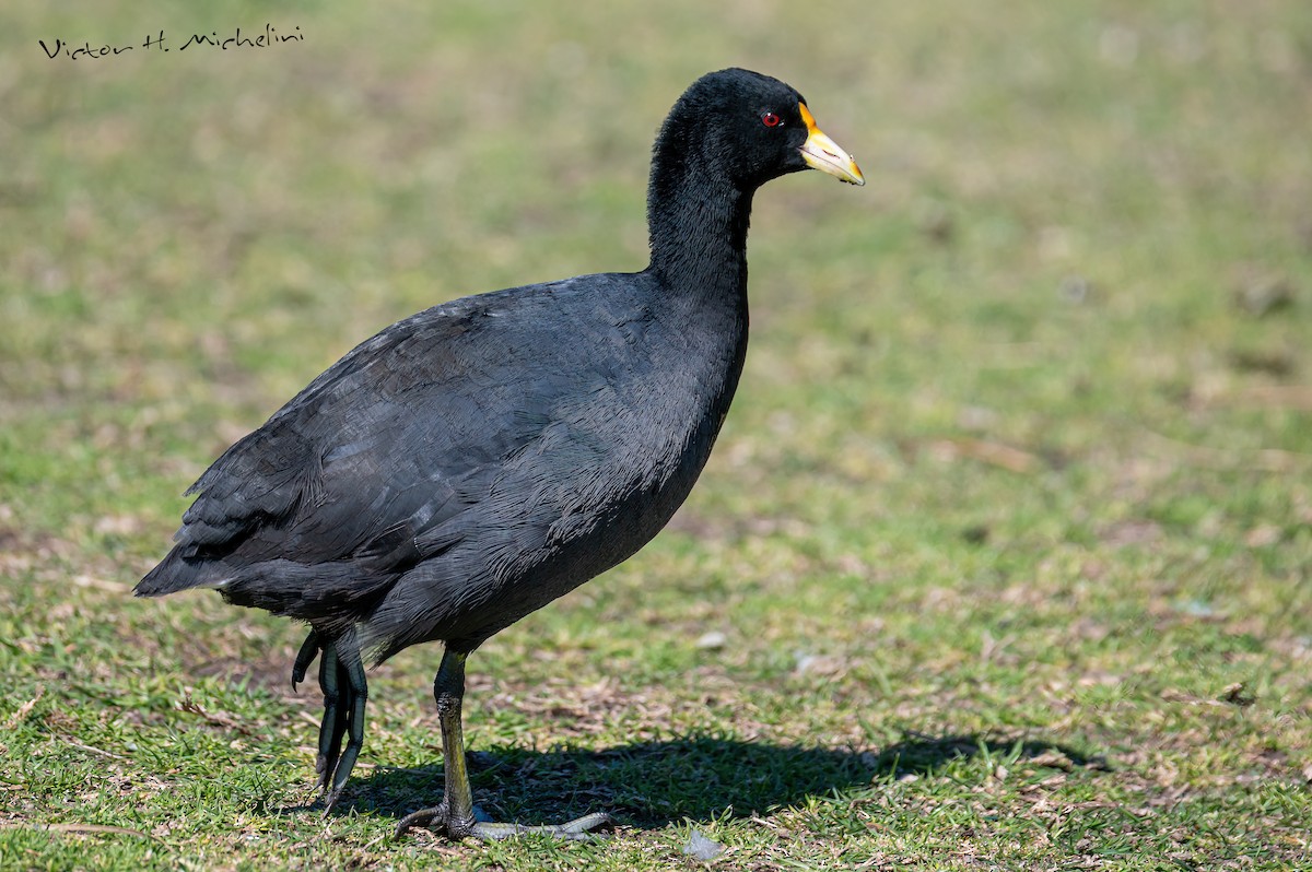 White-winged Coot - ML611849462