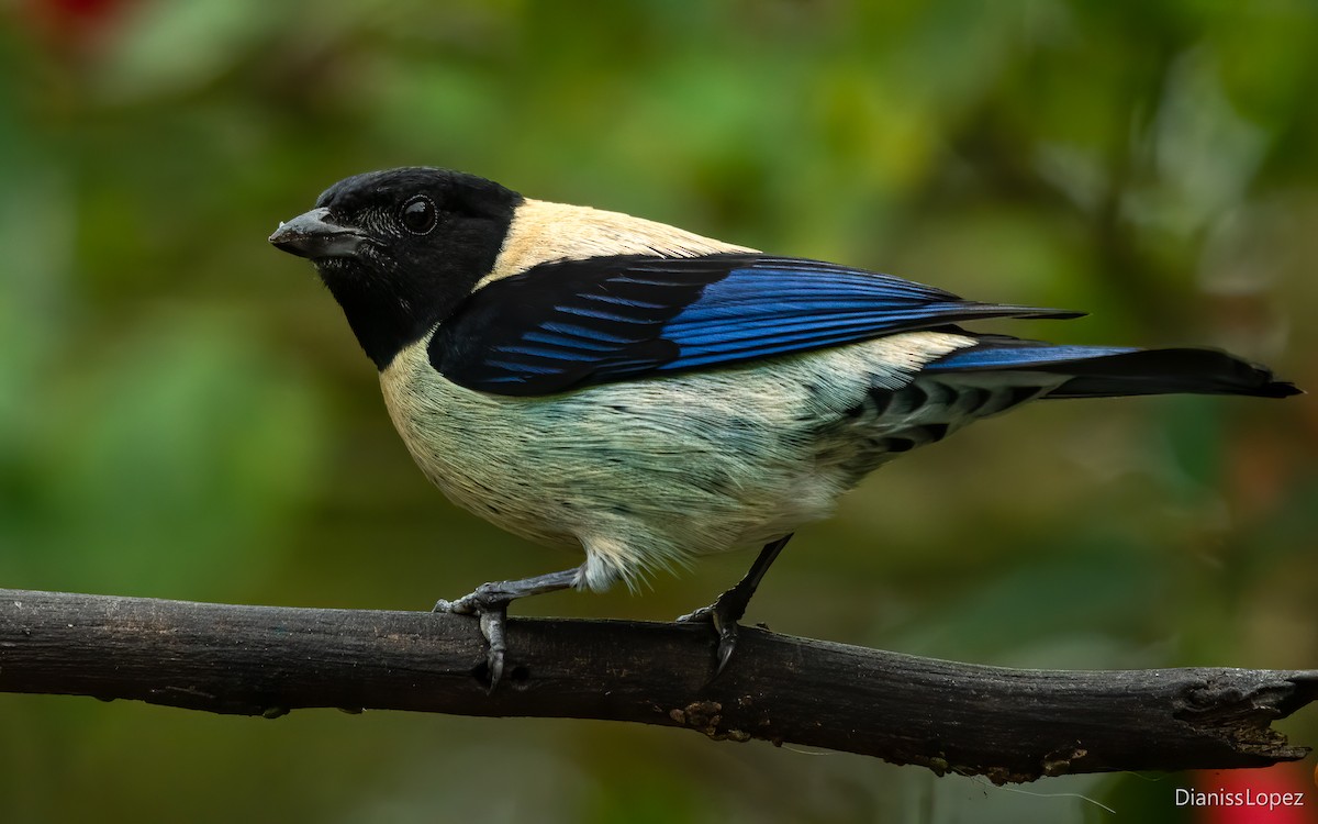 Black-headed Tanager - ML611849627