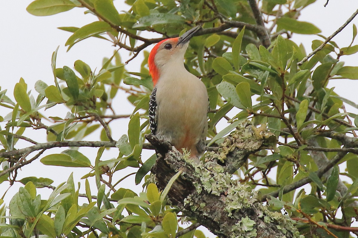 Red-bellied Woodpecker - ML611849760