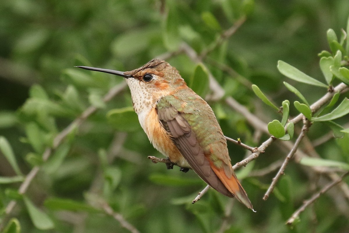 Rufous/Allen's Hummingbird - ML611849779