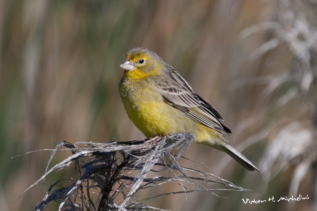 Grassland Yellow-Finch - ML611849938