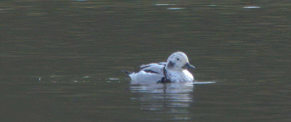 Long-tailed Duck - ML611849940