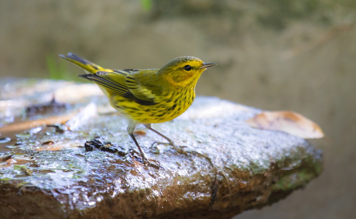 Cape May Warbler - ML611850061