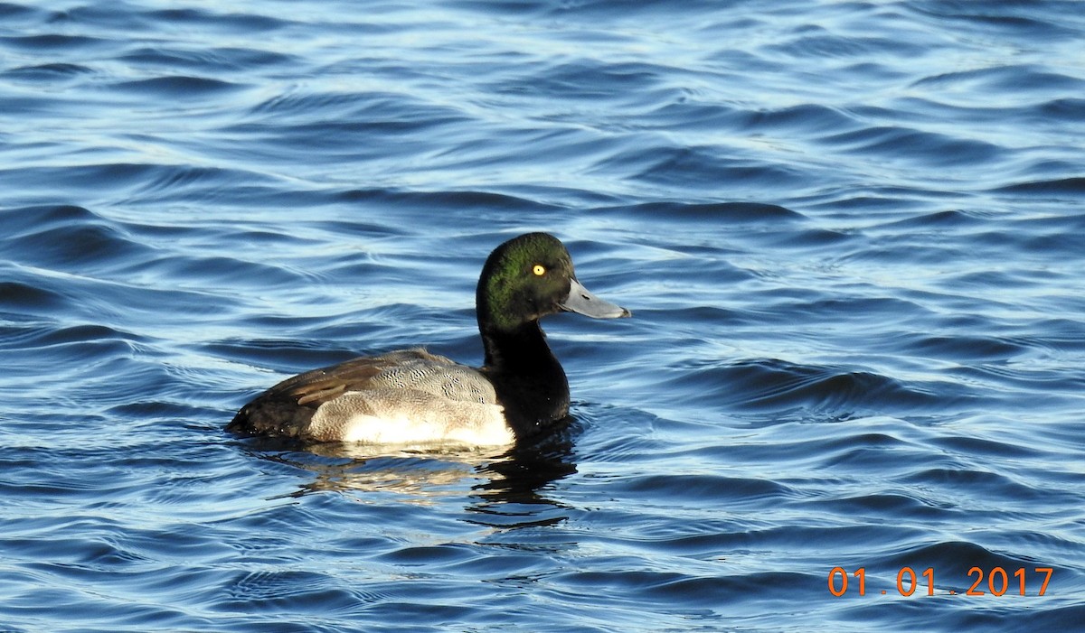 Greater Scaup - ML611850082