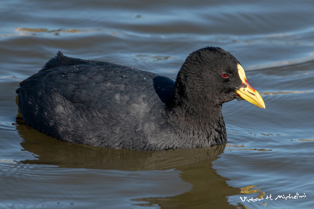 Red-gartered Coot - ML611850105