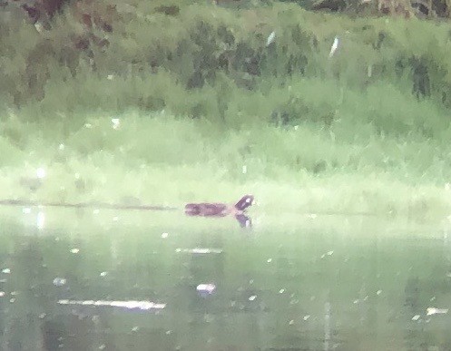 Harlequin Duck - ML611850135
