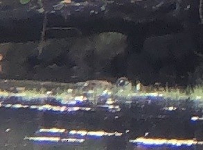 Harlequin Duck - ML611850136