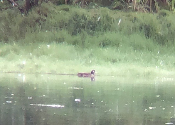 Harlequin Duck - ML611850137