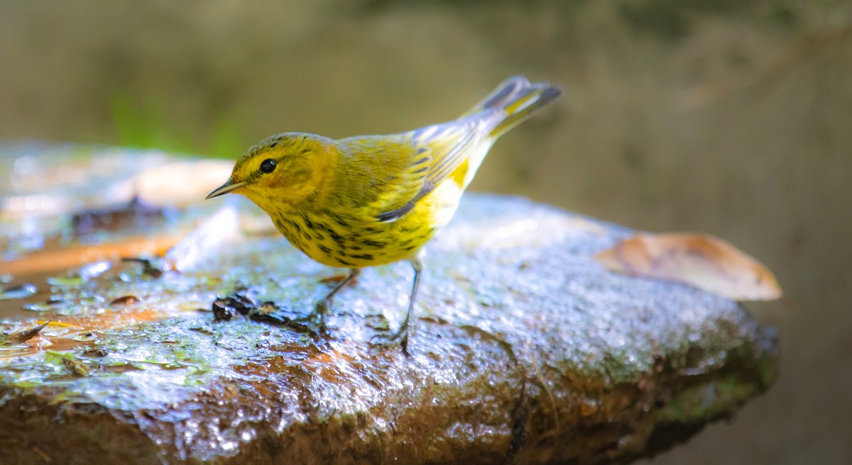 Cape May Warbler - ML611850144