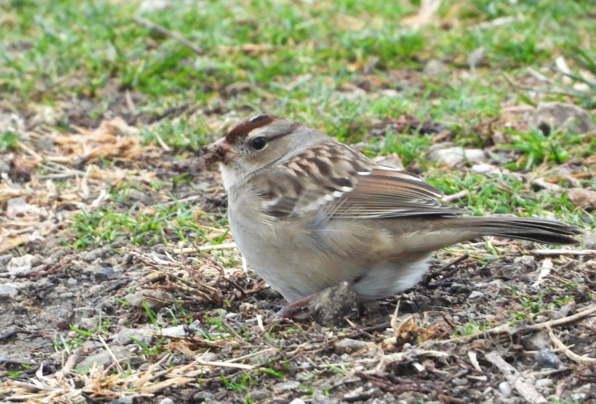 White-crowned Sparrow - ML611850192