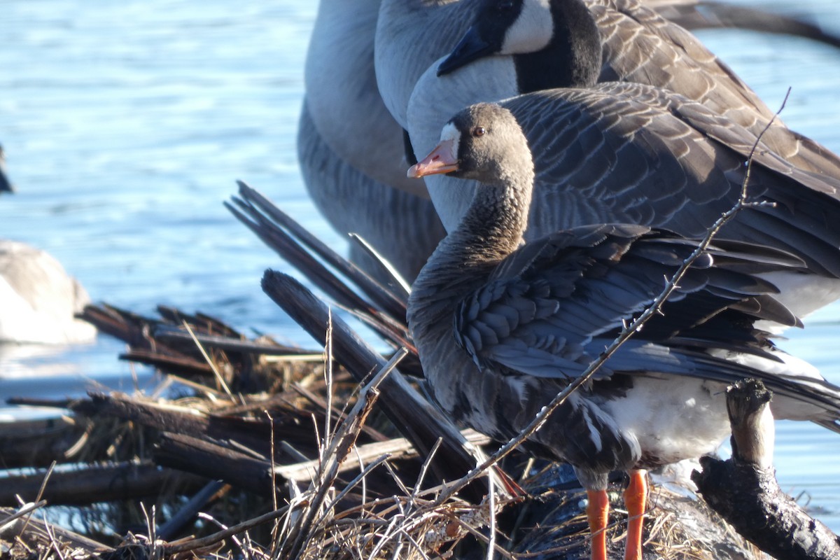 Greater White-fronted Goose - ML611850241